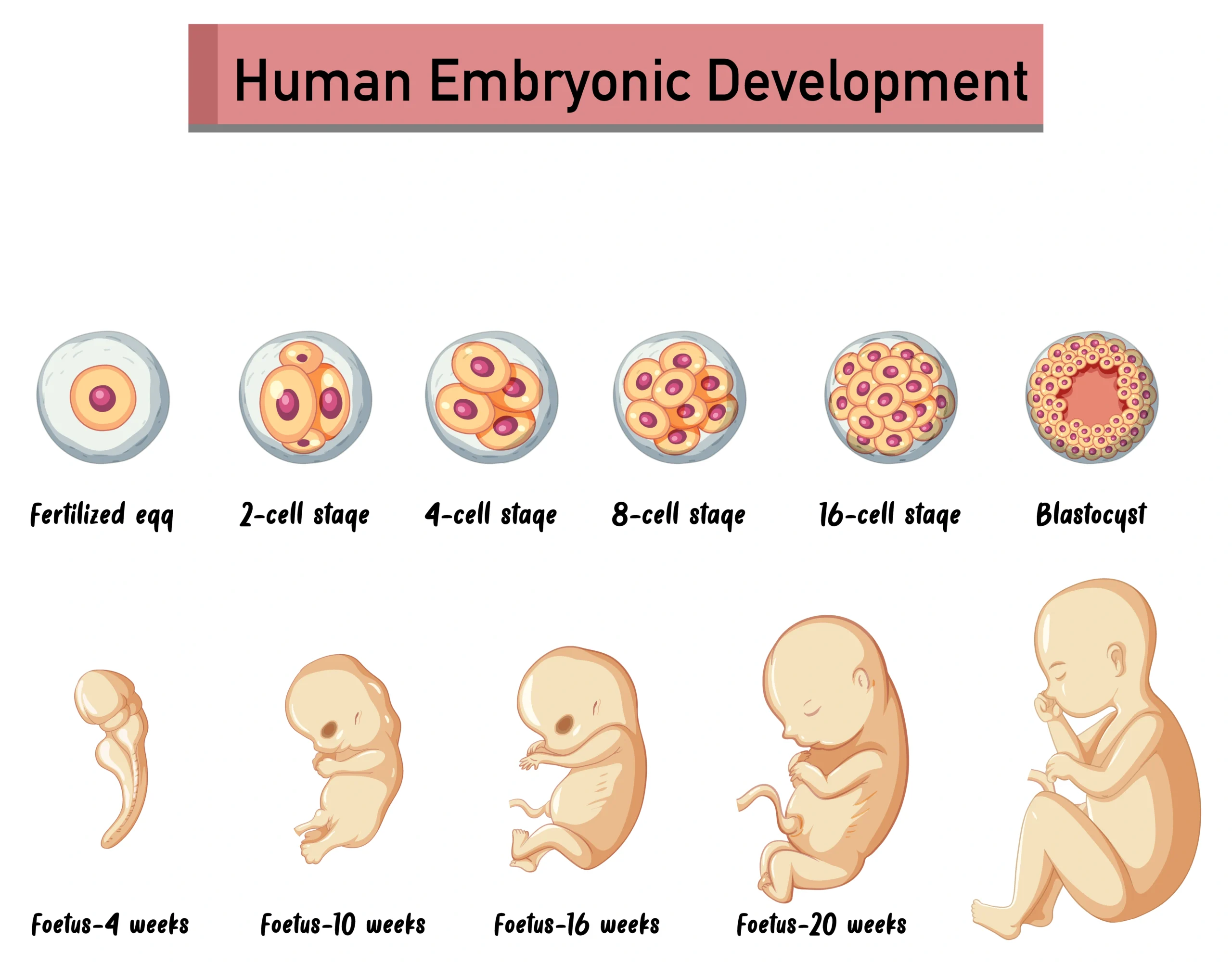 Embryo Development and Selection