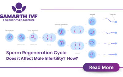 Sperm Regeneration Cycle Does it Affect Male Infertility?  How?